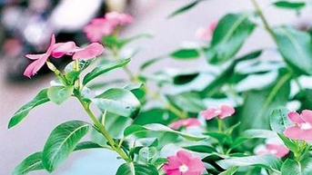 Cả làng ở Tiền Giang làm tuyến đường hoa nông thôn mới đẹp tinh tươm, dân tha hồ chụp hình