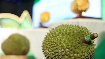 Sầu Thái tăng hay giảm, vùng nào có giá cao nhất?
