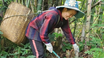 Mùa săn "lộc rừng", nông dân bỏ túi cả triệu đồng mỗi ngày