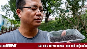 Thả hàng trăm ngàn con muỗi đực triệt sản chống sốt xuất huyết