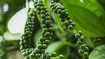 Tiếp đà lao dốc về mức giá mới