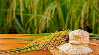 តម្លៃ​ស្រូវ​មាន​ស្ថិរភាព តម្លៃ​ស្រូវ​កើនឡើង