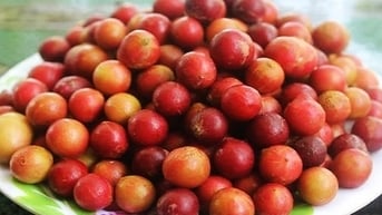 Trái da đá Ninh Thuận, quả rừng xưa ăn đỡ buồn mồm, nay hóa đặc sản, ngọt ngon, thơm miệng