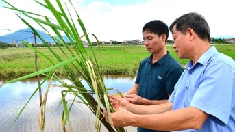 Cạnh tranh lúa - cá trên những 'cánh đồng lười'