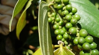 Đâu là nguyên nhân khiến giá tiêu đồng loạt lao dốc?