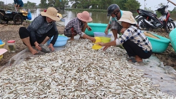 ចាប់​ត្រី​លីញ ត្រី​ស្រែ បង្គា​ទន្លេ​ក្នុង​រដូវ​ទឹក​ជំនន់ An Giang ហេតុ​អ្វី​បាន​ជា​អ្នក​នៅ​តែ​បារម្ភ​ពី​កម្ពស់​ទឹក​ខុស​ធម្មតា?