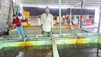Một ông nông dân Hậu Giang nuôi lươn dày đặc, con đặc sản bình dân mà nhà khá giả hẳn lên