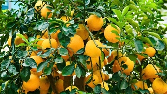 Những gốc bưởi ghép trăm quả chờ khách 'rước' về chơi Tết