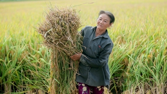 Xuất khẩu gạo thu 4,78 tỷ USD, ngành nông nghiệp còn &amp;amp;apos;2 khoản nợ&amp;amp;apos; đặc biệt