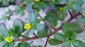 Top 5 loại rau mọc đâu cũng tốt được lương y dùng làm thuốc