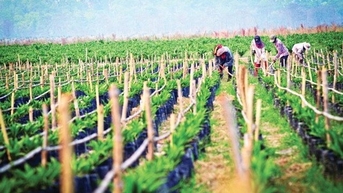 Hoàng Anh Gia Lai (HAG) lại chậm trả lãi trái phiếu từ 2016, số nợ đã lên hơn 4.500 tỷ