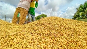 Giá gạo giảm 100 -150 đồng/kg; giá lúa duy trì ổn định