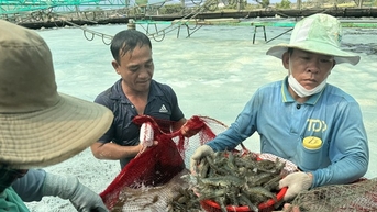Tôm nuôi công nghệ cao ở Bà Rịa-Vũng Tàu toàn con to bự thế này thế mà giá giảm thê thảm, dân lo lắm
