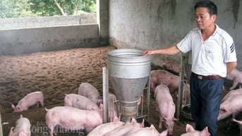 Thị trường đi ngang, giao dịch quanh mốc 61,8.000 đồng/kg