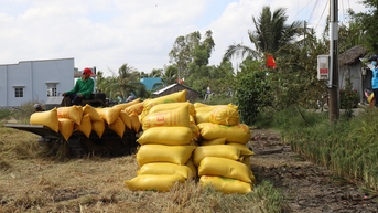 Ấn Độ nới lỏng xuất khẩu gạo, Philippines mua thêm nửa triệu tấn, cuối năm gạo Việt Nam sẽ ra sao?