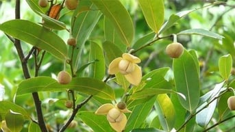 Cây dủ dẻ ra thứ hoa thơm thần thánh, con gái toàn giấu ngửi thầm, ra quả dại ngon nhất quả đất