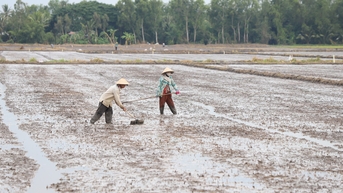 Độ 'dễ tiêu' của đất trồng lúa ở Đồng bằng sông Cửu Long đang giảm