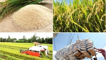 Biết tạo dựng thương hiệu khác biệt, gạo Việt Nam đứng đầu khu vực về giá