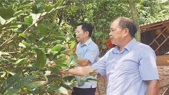 Làm giàu trên vùng đất khó