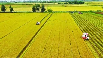 Khơi thông nguồn lực đất đai, nhìn từ những đại điền thế hệ mới