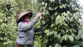Giá tiêu hôm nay 6/11/2024: Giảm 1.000 đồng/kg tại Bà Rịa