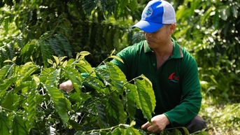 តើអ្វីទៅជា "សេណារីយ៉ូ" សម្រាប់ដំណាំកាហ្វេឆ្នាំ 2024?