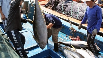 អាជីវកម្មឈប់ទិញត្រីធូណា skipjack អ្នកនេសាទអំពាវនាវរកជំនួយ