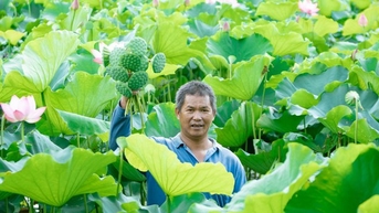 Nuôi cá đồng dưới đầm sen tốt um, hễ bẻ hoa, bắt cá lên là ông nông dân Bắc Giang bán hết veo