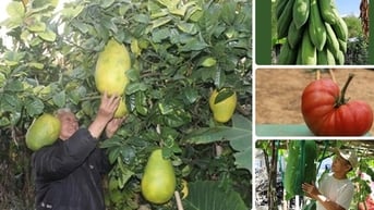 Nông dân Việt “hái ra tiền” nhờ những loại quả siêu to khổng lồ