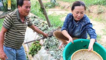 កសិករ Gia Lai ពីរនាក់បានវាយលុកដោយមិននឹកស្មានដល់ដោយការចិញ្ចឹមត្រីឆ្លាម ដែលជាប្រភេទត្រីថ្មី ហើយលក់វាក្នុងតម្លៃ 120,000 ដុង/គីឡូក្រាម។