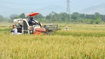 Hà Nội chuyển đổi hơn 1.200ha đất trồng lúa