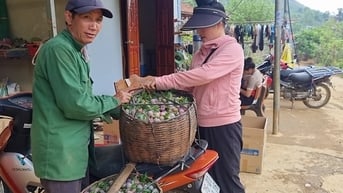 Mận hậu năm nay được giá mà sao nông dân một xã của tỉnh Sơn La vẫn không vui?