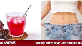 Uống nước lá tía tô hàng ngày có giảm cân?