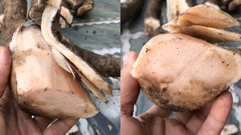 &amp;amp;apos;Kiếp nạn thứ 82&amp;amp;apos; của cây đu đủ: Thân muối chua kho cá cực tốn cơm
