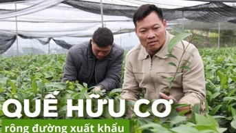 Huyện có 11 nghìn ha quế hữu cơ