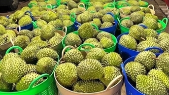 Giá sầu riêng tiếp tục tăng vọt