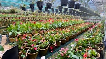 Hà Nội mở 70 chợ hoa xuân Tết Ất Tỵ 2025