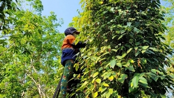 Tăng nhẹ 500 đồng/kg tại Đắk Lắk, Việt Nam tăng cường nhập khẩu hồ tiêu