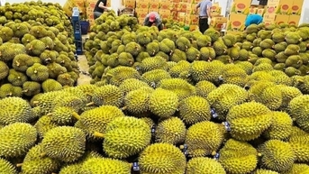 ការ​នាំ​ចេញ​បន្លែ និង​ផ្លែ​ឈើ​ឡើង​ដល់​កំណត់​ត្រា​ថ្មី។