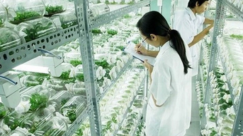 Thành lập Khu Công nghệ cao sinh học Hà Nội rộng 200ha