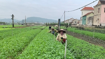 Trồng rau thơm, rau tía tô, kinh giới kiểu gì, dân một xã Nghệ An chăm nhàn, hễ nhổ là bán hết veo?