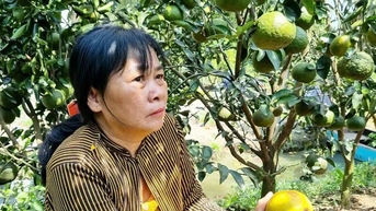 Cam sành Trà Vinh quả to, quả già thế mà bán rẻ như cho, chỉ có 2.000 đồng/kg, thương lái đi đâu?