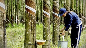 Dự báo, xuất khẩu cao su năm 2024 đạt từ 3