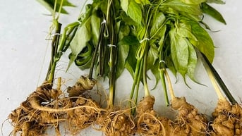 Vài trăm nghìn đồng một củ ‘sâm Ngọc Linh 7 năm tuổi’