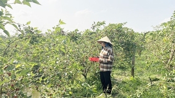 Trồng dâu tằm ra trái chả kịp cản, ở Hậu Giang, một nông dân hái 10 tấn bán mang về 500 triệu