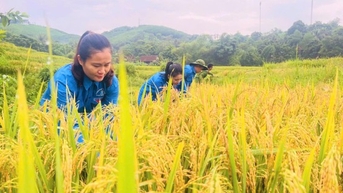 ប៉ូលិស​និង​ប៉ូលិស​ចុះ​ទៅ​ស្រែ​ជាមួយ​មនុស្ស​ច្រូត​ស្រូវ​«​រត់​» ព្យុះ​លេខ​៣ ព្យុះ​យ៉ា​ជី ។