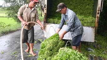 Nhờ trồng rau, nông dân có cuộc sống khấm khá