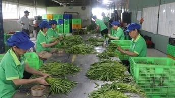 Phát triển vùng trồng rau ứng dụng công nghệ cao tại Long An