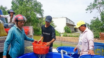 Ở Sóc Trăng nuôi một loài vật chủ lực đã vào vụ sôi động , sao người ta nói thà chậm mà chắc?