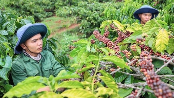 Quy định chống phá rừng châu Âu thúc đẩy phát triển nông nghiệp bền vững